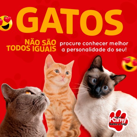 Gatos não são todos iguais, procure conhecer melhor a personalidade do seu