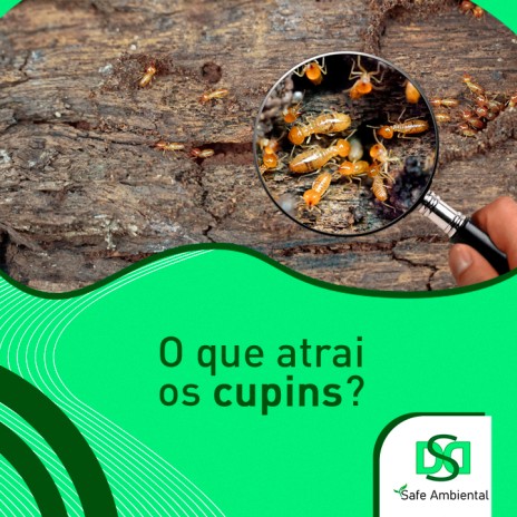 O que atrai os cupins?