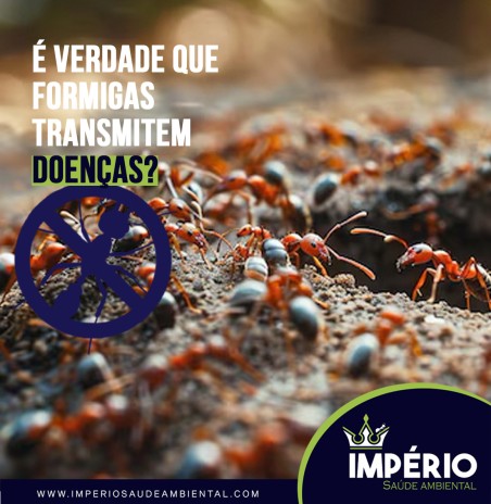 É verdade que formigas transmitem doenças?