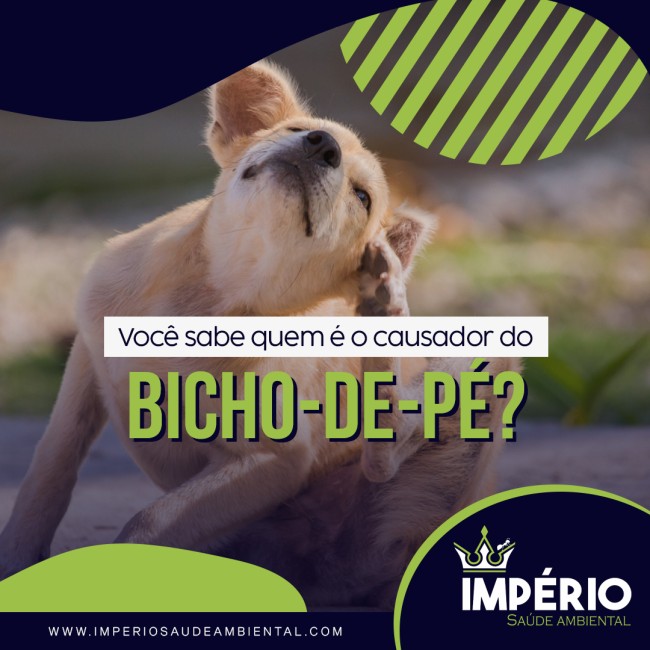 Você sabe quem é o causador do bicho-de-pé?