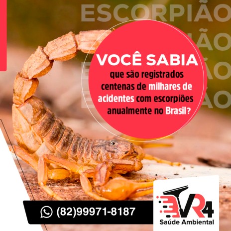 Você sabia que são registrados centenas de milhares de acidentes com escorpiões anualmente no Brasil