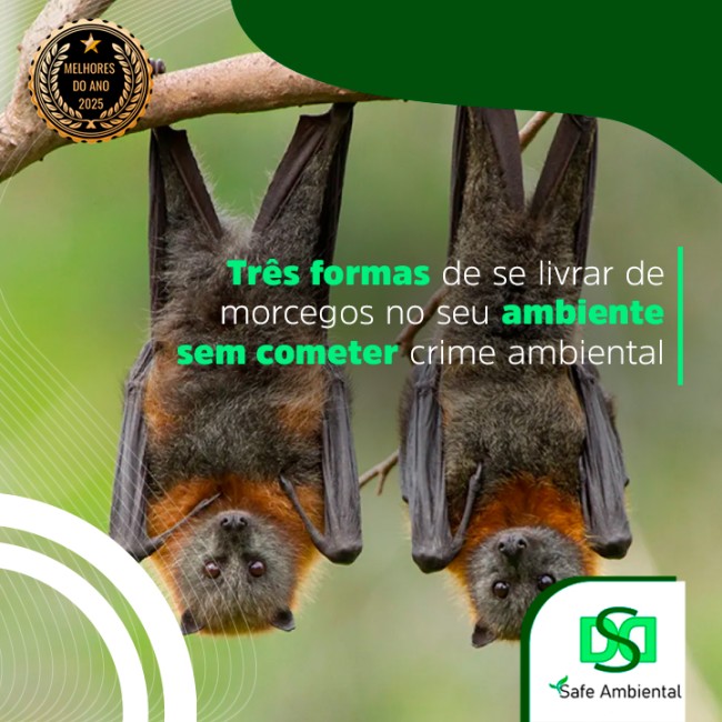 Três formas de se livrar de morcegos no seu ambiente sem cometer crime ambiental