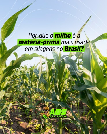 Por que o milho é a matéria-prima mais usada em silagens no Brasil?