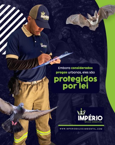 Embora considerados pragas urbanas, eles são protegidos por lei