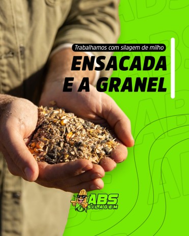 Trabalhamos com silagem de milho ensacada e a granel