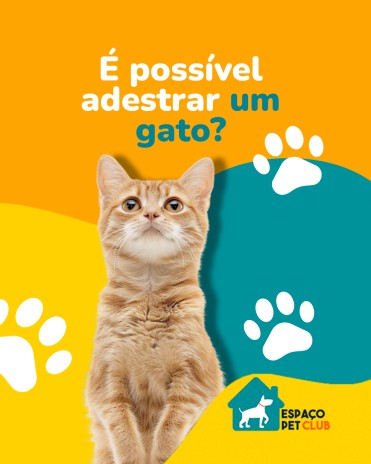 É possível adestrar um gato?