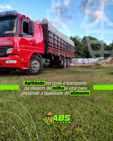 Agilidade no corte e transporte da silagem de milho é vital para preservar a qualidade do alimento