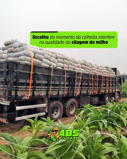 Escolha do momento da colheita interfere na qualidade da silagem de milho