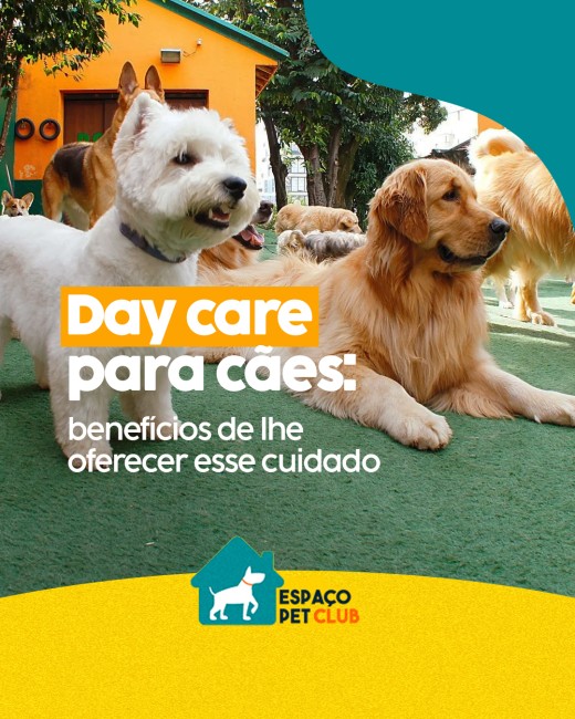 Day care para cães: benefícios de lhe oferecer esse cuidado