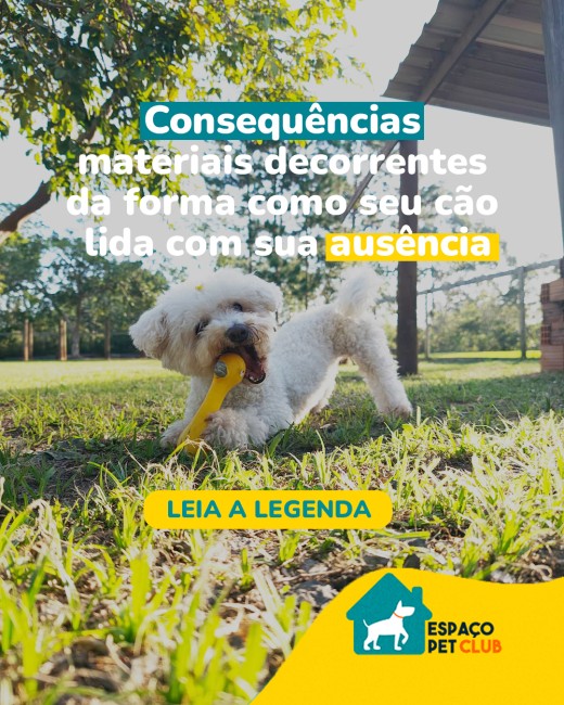 Consequências materiais decorrentes da forma como seu cão lida com sua ausência