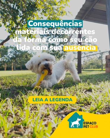 Consequências materiais decorrentes da forma como seu cão lida com sua ausência