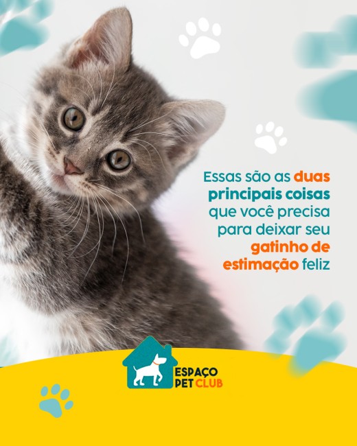Essas são as duas principais coisas que você precisa para deixar seu gatinho de estimação feliz
