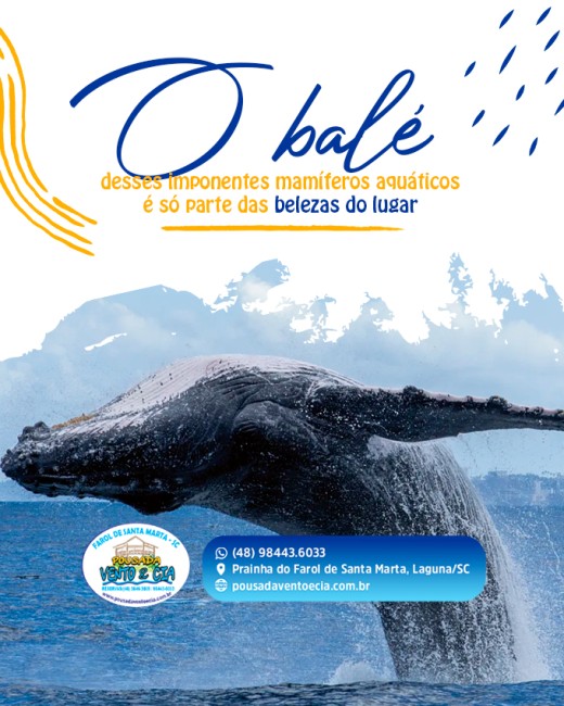 O balé desses imponentes mamíferos aquáticos é só parte das belezas do lugar