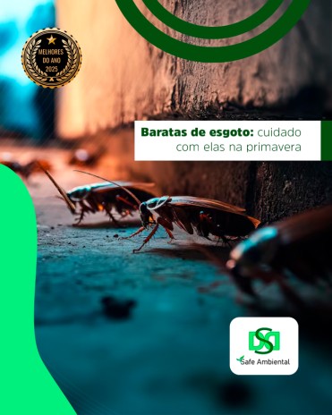 Baratas de esgoto: cuidado com elas na primavera