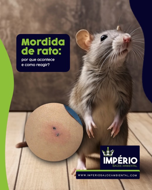 Mordida de rato: por que acontece e como reagir?