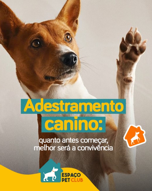 Adestramento canino: quanto antes começar, melhor será a convivência