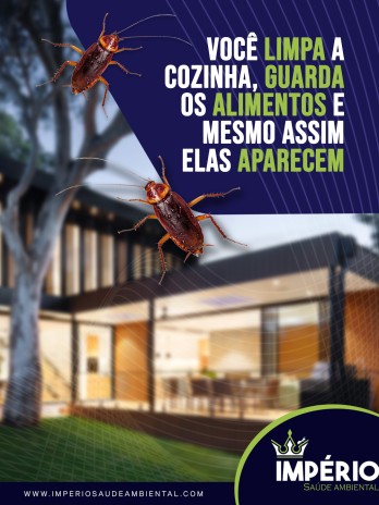 Você limpa a cozinha, guarda os alimentos e mesmo assim elas aparecem