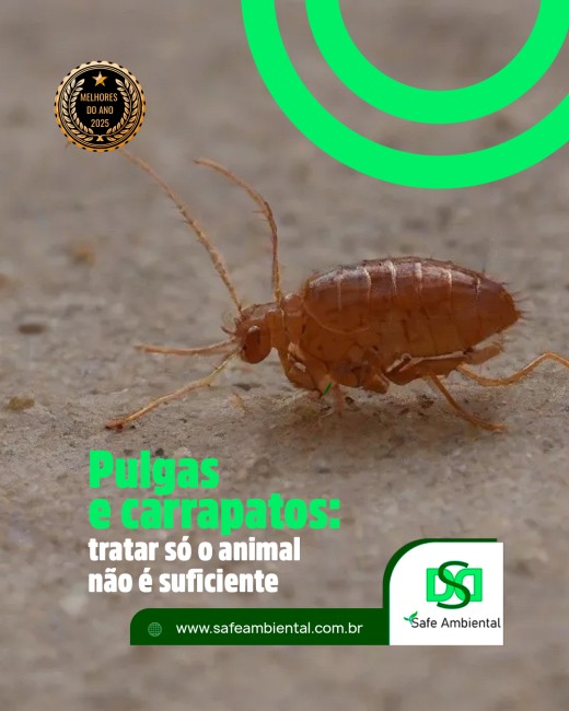 Pulgas e carrapatos: tratar só o animal não é suficiente