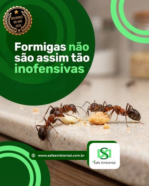 Formigas não são assim tão inofensivas
