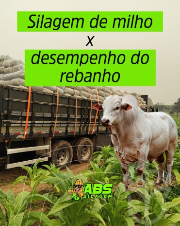 Silagem de milho x desempenho do rebanho