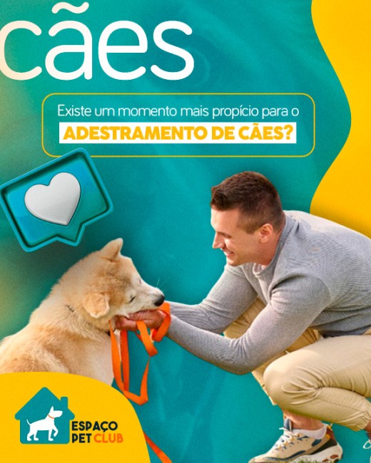Existe um momento mais propício para o adestramento de cães?