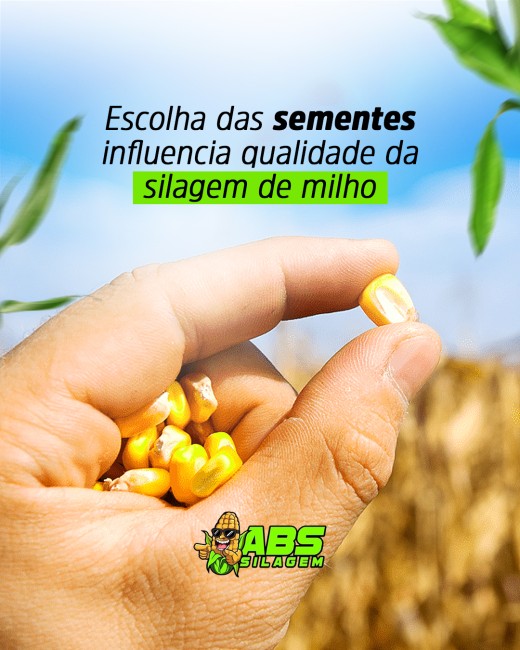 Escolha das sementes influencia qualidade da silagem de milho