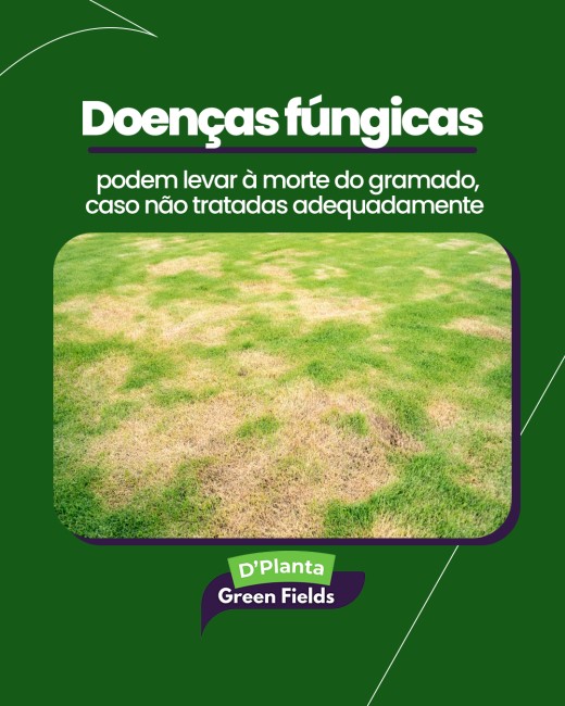 Doenças fúngicas podem levar à morte do gramado, caso não tratadas adequadamente