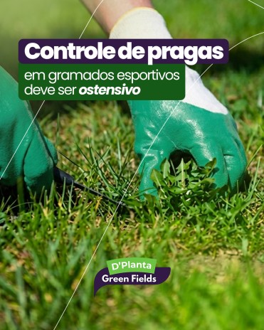 Controle de pragas em gramados esportivos deve ser ostensivo