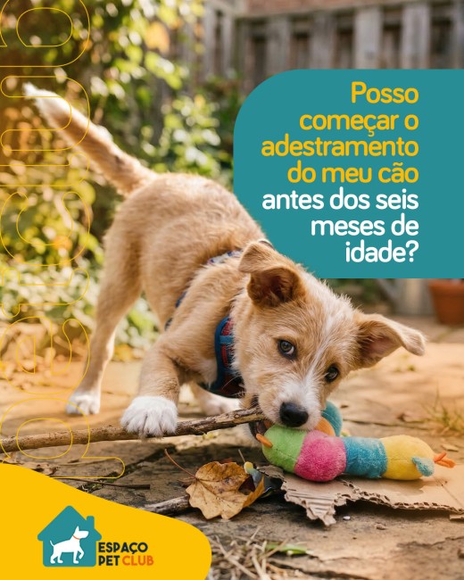 Posso começar o adestramento do meu cão antes dos seis meses de idade?
